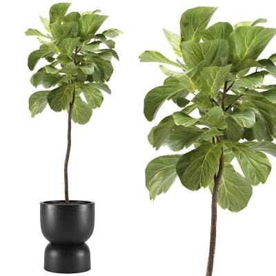 绿植 盆栽 室内植物 阔叶植物